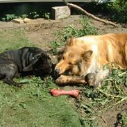 Collie langhåret bassi