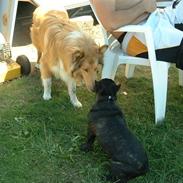 Collie langhåret bassi