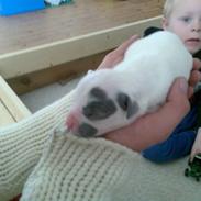 Amerikansk bulldog Dumbo