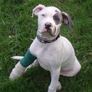 Amerikansk bulldog Dumbo