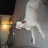 Amerikansk bulldog Dumbo