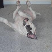 Amerikansk bulldog Dumbo