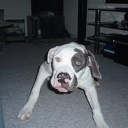 Amerikansk bulldog Dumbo