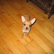 Chihuahua Ofelia