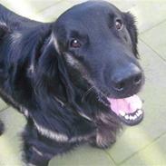 Flat coated retriever Robin