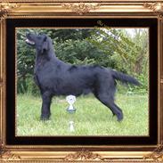 Flat coated retriever Robin