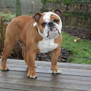 Engelsk bulldog Albert