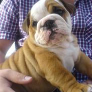 Engelsk bulldog Albert