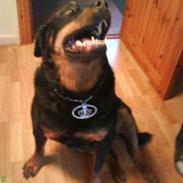 Rottweiler Tyson/Tykke