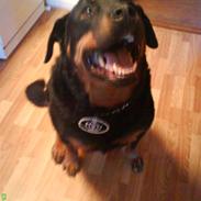 Rottweiler Tyson/Tykke