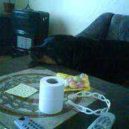 Rottweiler Tyson/Tykke
