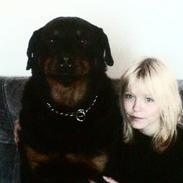 Rottweiler Tyson/Tykke