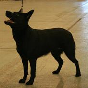 Australsk kelpie Skovfarmen´s Alabama