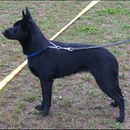 Australsk kelpie Skovfarmen´s Alabama