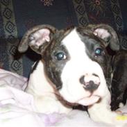 Amerikansk staffordshire terrier Armani