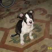 Amerikansk staffordshire terrier Armani