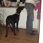 Grand danois Winthers Ammi