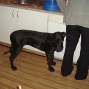 Grand danois Winthers Ammi