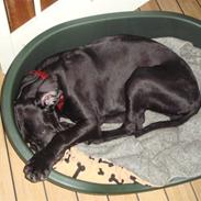 Grand danois Winthers Ammi