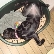 Grand danois Winthers Ammi