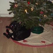 Grand danois Winthers Ammi