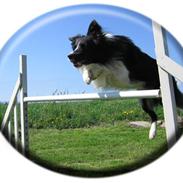 Border collie Barny