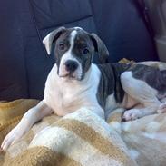 Amerikansk bulldog Topp's Magic Star