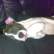 Amerikansk bulldog Topp's Magic Star