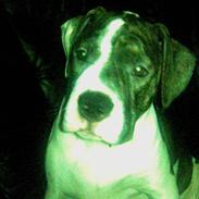 Amerikansk bulldog Topp's Magic Star