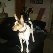 Dansk svensk gaardhund Fifi