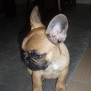 Fransk bulldog Ludvig