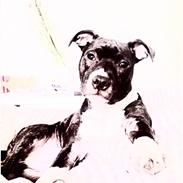 Staffordshire bull terrier Enzo