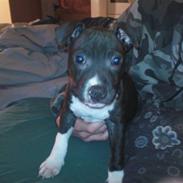 Staffordshire bull terrier Enzo