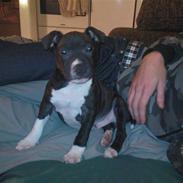 Staffordshire bull terrier Enzo