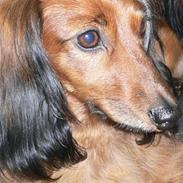 Dværggravhund * Lulu * 8 aug