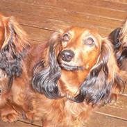 Dværggravhund * Lulu * 8 aug
