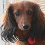 Dværggravhund * Lulu * 8 aug