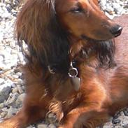 Dværggravhund * Lulu * 8 aug