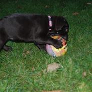 Labrador retriever Molly <33