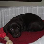 Labrador retriever Molly <33