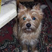 Cairn terrier rasmus