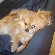 Blanding af racer Kaffe