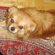 Blanding af racer Kaffe