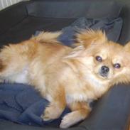 Blanding af racer Kaffe