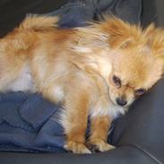 Blanding af racer Kaffe