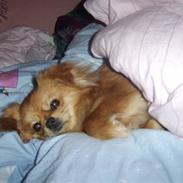 Blanding af racer Kaffe