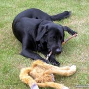 Labrador retriever Oscar