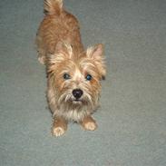 Cairn terrier rasmus