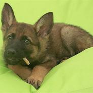 Schæferhund SundHund Taylor