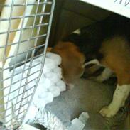 Beagle Daisy Hills Adelige Aida